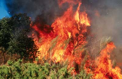 Los incendios forestales constituyen la primera causa del avance del desierto en Espa�a. � JMP.