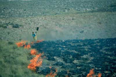Los incendios de matorral tienen mucha importancia al constituir la �nica barrera con la que cuenta el suelo frente a la erosi�n. � JJMG.