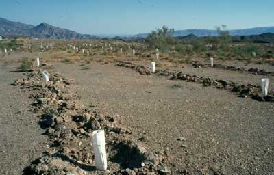 Elegir correctamente las especies a reforestar influye decisivamente en el futuro de estas costosas acciones. � JJMG.