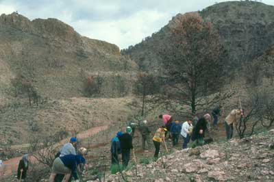 Las tareas de reforestaci�n no pueden cesar si se pretende luchar contra los procesos de erosi�n grave. � FJAD.