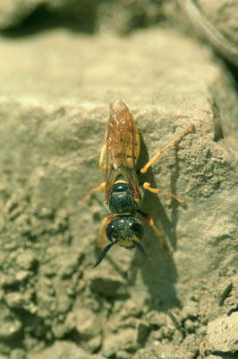 Vespula sp. Jos� Javier Matamala Garc�a.