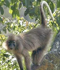 Imagen de uno de los 'nuevos' primates. (Foto: Tim Davenport/WCS)
